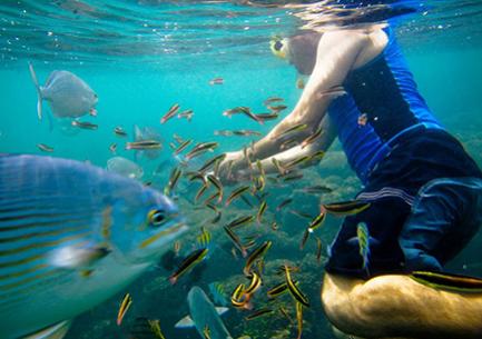 Swim with the fishes