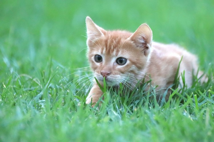 Un joli petit chat