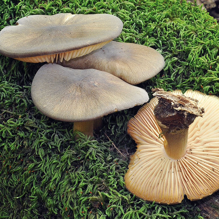 Nom du champignon
