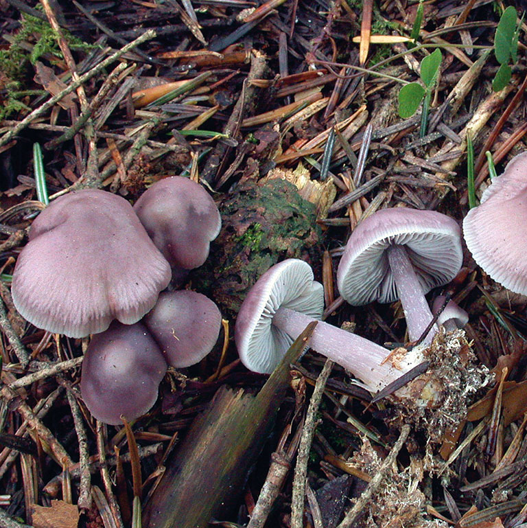 Nom du champignon