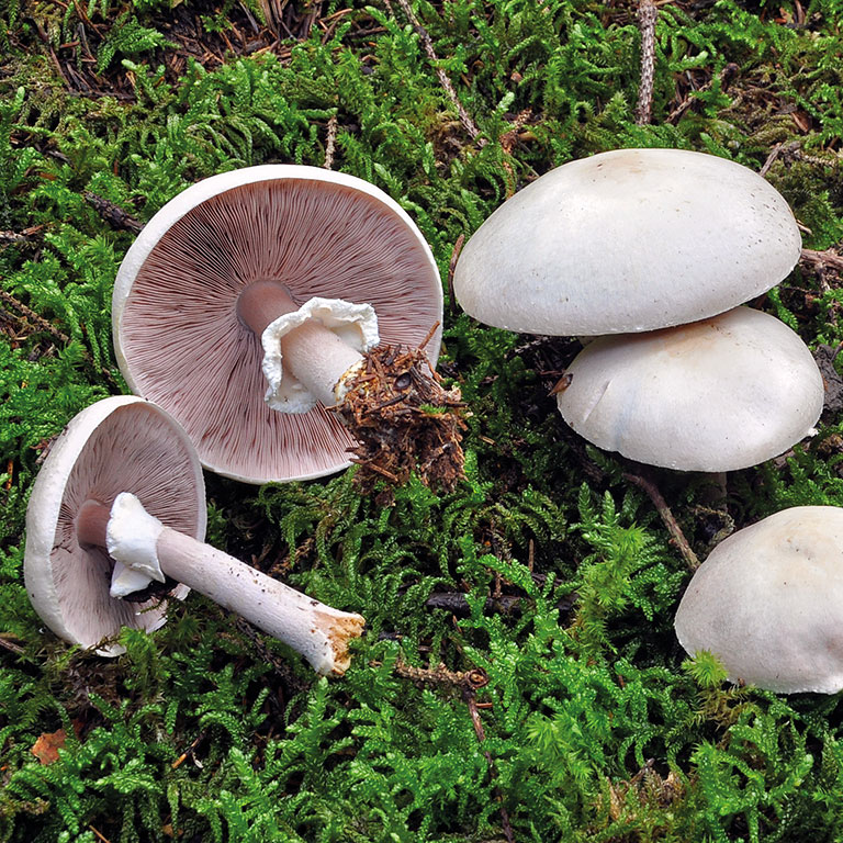 Nom du champignon