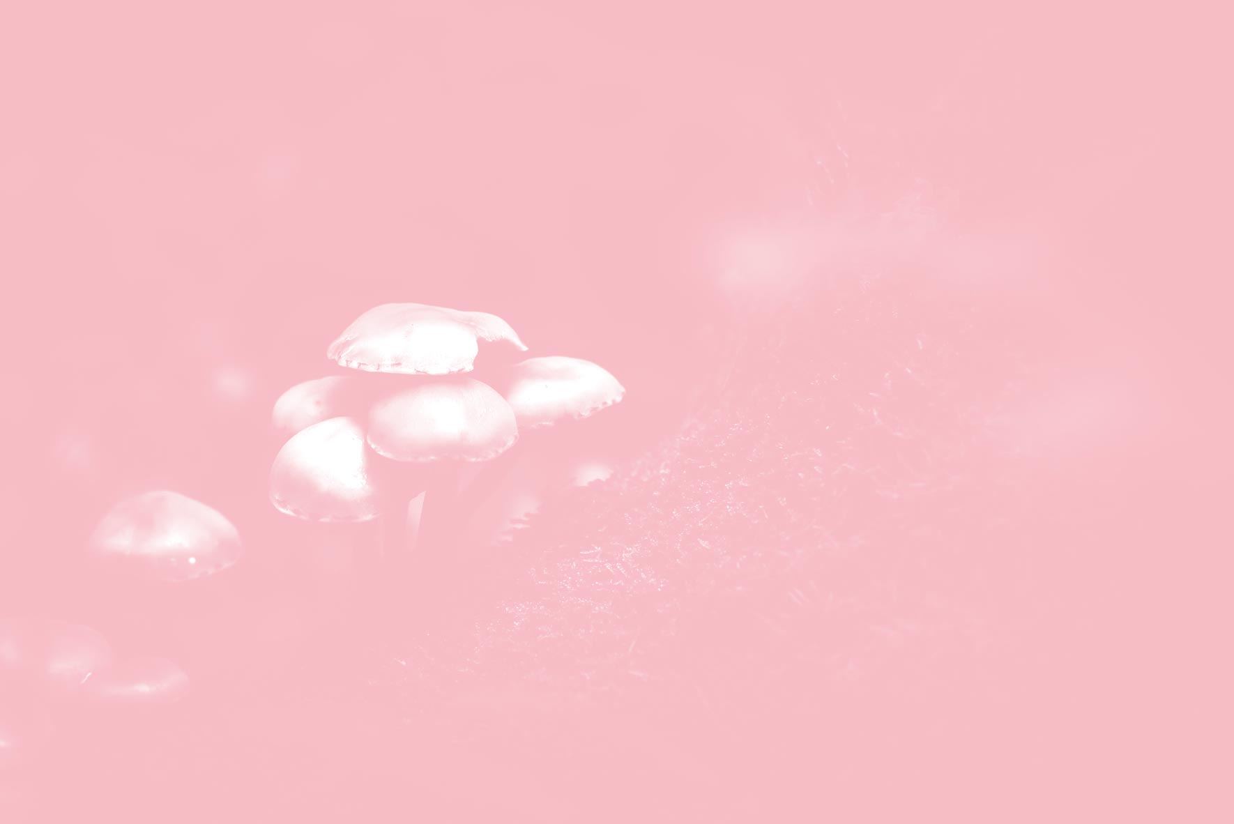 Champignon dans la forêt